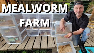 How to Start Your Own Meal Worm Farm  After 6 MONTHS  LIVING OFF THE LAND Part 3 [upl. by Moll]