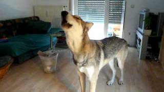 heulender Tala Saarloos Wolfhund heult swh wolfsgeheule heulen wolve howl [upl. by Eirrem]