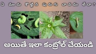 మిర్చి లో పురుగు చావడం లేదా ఇలా చంపేయండిhow to pest control in chilly crop [upl. by Sucirdor]