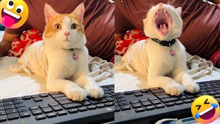 Cute Tabby cat working on keyboard Funny cat video 2024 [upl. by Ydor]