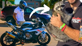 Kawi the Raccoons Last Ride with Me [upl. by Nahte]