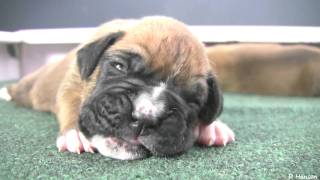 Boxer Puppies Begin to See in HD [upl. by Hollerman537]