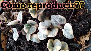 Secreto para Reproducir CEROPEGIA WOODII VARIEGADA  Esto nadie te lo Dirá ✅🤫 [upl. by Arahset616]