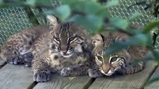 Bobcat Kittens Meet For The First Time [upl. by Eicram]