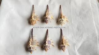 MUREX TERNISPINA MUREX NIGROSPINOSUS MUREX SHELL MUREX SNAIL ROCK KERANG MUREX KERANG SISIR [upl. by Berri]