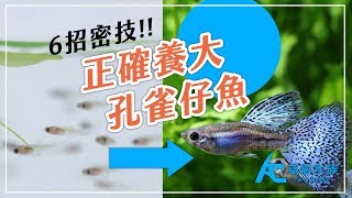 如何正確的養大孔雀仔魚？｜養魚人森｜AC草影水族｜How to make guppy fry grow up healthy and correctly [upl. by Sherie]