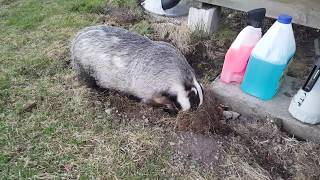 Badger destroying the lawn [upl. by Herrera]