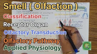 Smell l Olfaction l Anatomy and Physiology l Olfactory Pathway [upl. by Hirasuna]