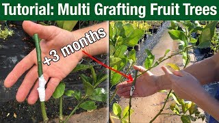 Tutorial Multi Grafting Fruit Trees [upl. by Nimocks545]