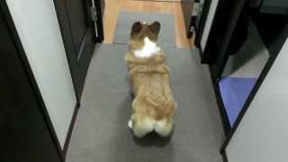 DOG SHAKES BUBBLE BUTT TWERK SONG [upl. by Bibbye]