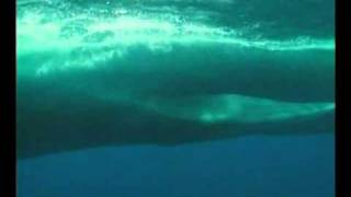 La baleine bleue The Blue whale Balaenoptera musculusflv by naturalmysticlover [upl. by Tiedeman944]