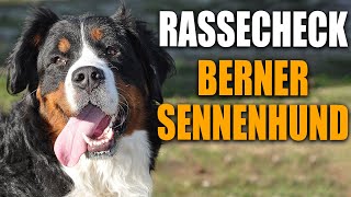 Berner Sennenhund  Rasseportrait Rassebeschreibung Rassecheck Erziehung Gesundheit Charakter [upl. by Ityak866]