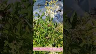 Bienfaits de la Reinedespres Filipendula ulmaria [upl. by Nwavahs]