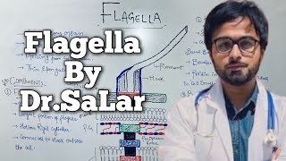 Flagella  Structure amp Function  Class 11 Biology  Kingdom Prokaryotae  DrSalar [upl. by Gentry]