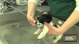 First puppy bath [upl. by Vardon681]