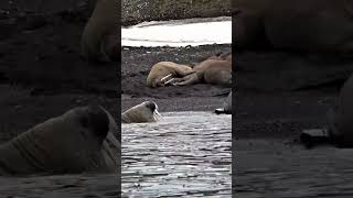 Walruses in Svalbard [upl. by Ahtram]