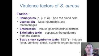 Chapter 18  The Cocci of Medical Importance [upl. by Deeann]