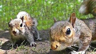 Videos for Cats to Watch  Squirrel Fun [upl. by Albarran]