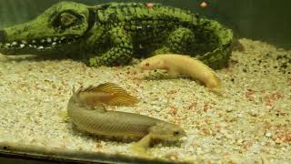 Feeding Green Albino  Delhezi Senegals amp Turtle 🐢 [upl. by Townsend674]