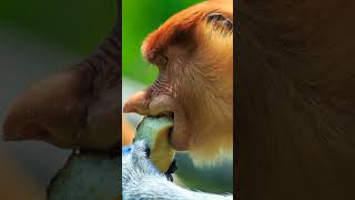 Proboscis Monkeys Natures Quirky Swimmers [upl. by Nyladam871]