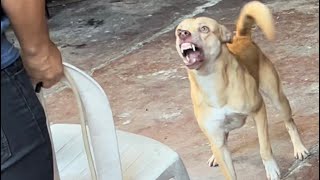 Gustong manakit yong Aso the dracula dog [upl. by Idnic936]