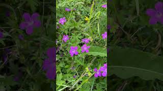 Hoa Geranium palustre flowers [upl. by Ahsetal142]