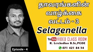 Episode  4  Selaginella வாழ்க்கை வட்டம்  தாவரங்களின் வாழ்க்கை வட்டம் Selaginella Life cycle [upl. by Mosa]