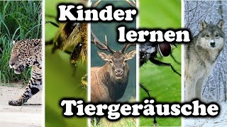 Kinder lernen Tiergeräusche  Tiernamen raten und nachmachen [upl. by Stanislaus]