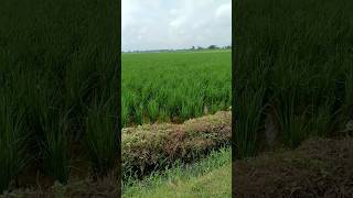 Mehent se shichi is miti ko kisan youtube hindisong shortvideo shortsviral trending [upl. by Ymor600]