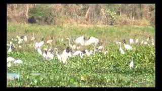 Pantanal quotJabiru Storkquot パンタナールのズグロハゲコウ トゥユユ [upl. by Cassilda]