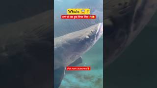 Whale   Biggest Fish in the world   Fish Tank  Sea Animals  Fish Lovers shorts ytshorts yt [upl. by Llertnad]