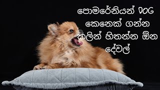 පොමරේනියන් කෙනෙක් ගන්න කලින් හිතන්න ඕන දෙවල්  pomeranian dog sinhala [upl. by Rockey721]