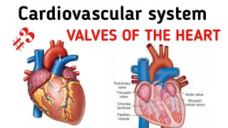 Cardiovascular System  Valves of the heart  தமிழ் [upl. by Wiburg]