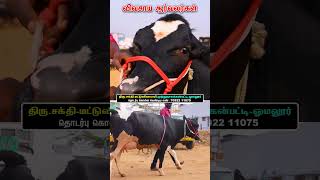 இன்னும் பள்ளு போடல vivasayaarvalargal cow vivasayi cowsfarming shortvideo shortsvideo shorts [upl. by Langelo]