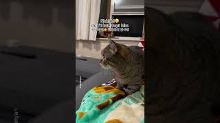 Why is this cat good at kneading shorts funny cat [upl. by Lusty568]