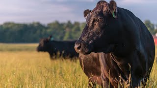 Japan The Wagyu Mecca  Joseph Decuis [upl. by Calderon]