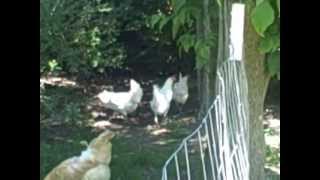 Raising White Leghorn Chickens httpwwwthebackyardchickencoopcom [upl. by Mcmillan137]