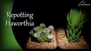 Repotting Haworthia  Coarctata Greenii amp Maughanii  Cacti amp Succulent Collection [upl. by Ymmaj903]