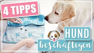 4 COOLE DIY IDEEN  Hund drinnen geistig beschäftigen [upl. by Eiramoj]