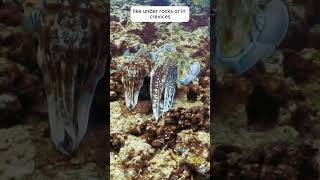 The Life of Cuttlefish Mating Eggs and Baby Cuttlefishquot facts marinelifewonders [upl. by Ruzich67]