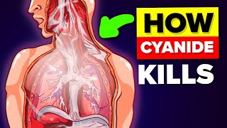 Why Getting Naked Can Help You Survive Cyanide Poisoning [upl. by Haberman841]