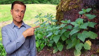 1 Best Backyard Weed for Arthritis RHEUMATOID OSTEO amp GOUT [upl. by Lorinda]