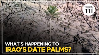 Whats happening to Iraqs date palms  The Hindu [upl. by Neitsirk]