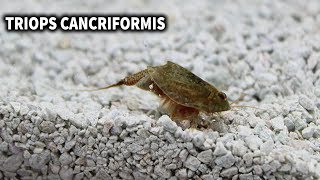 TRIOPS CANCRIFORMIS  CUIDADOS Y ALIMENTACION DEL TRIOPS  AcuaiosLP [upl. by Enelhtac]