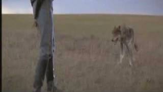 Dances With Wolves  Wolf Scene  Lt John Dunbar Receives his Sioux Name Deleted Footage [upl. by Odareg]