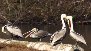 Brown Pelican Stretching [upl. by Kcirdorb]