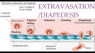 L216 Extravasation Diapedesis Understanding the Molecular Mechanisms Part 1 [upl. by Ahc]