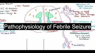 Pathophysiology of Febrile Seizure [upl. by Ayekin]