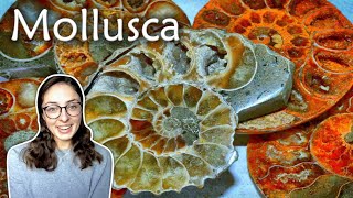 Mollusca Pt 1 Characteristics amp Classes of Mollusks Invertebrate Paleontology  GEO GIRL [upl. by Yecats]