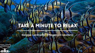 Take a Minute LI Banggai cardinalfish Pterapogon kauderni [upl. by Macknair812]